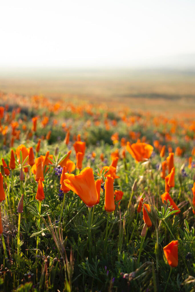 A closeup of a collection of closed poppies during sunrise