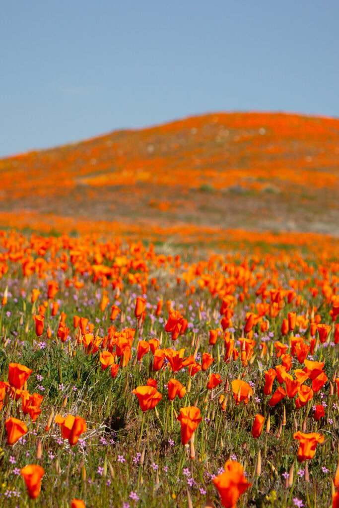 A field of partially open orange poppies, with the flowers also covering a small hill in the distance