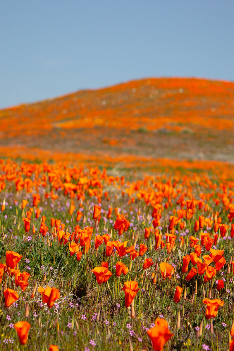 Where to See California Poppies in Full Bloom (2023 Guide)