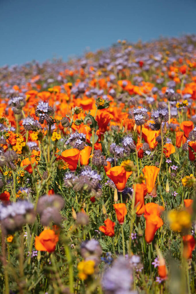 A closeup short of orange California poppies and light purple flowers