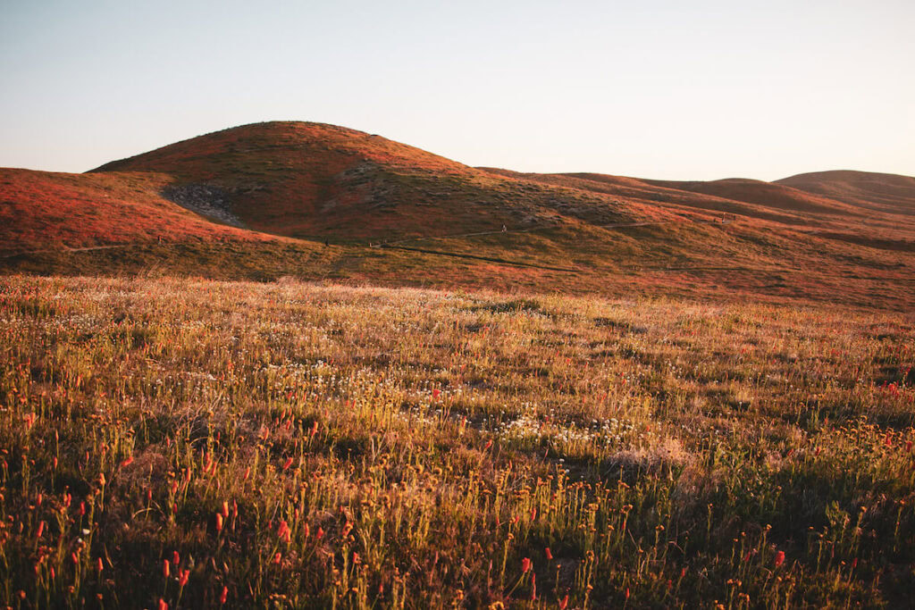 A sweeping view of Antelope Valley Poppy Reserve. There is a field of California poppies in the foreground and small hills in the background.