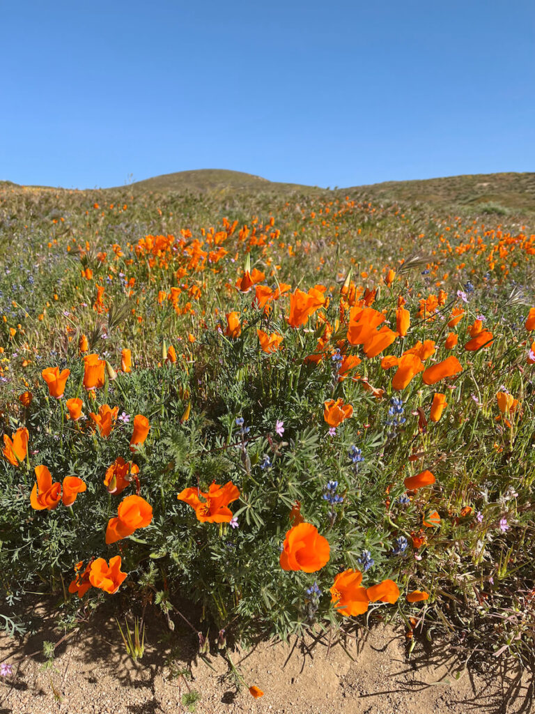 A small cluster of California poppies at the reserve