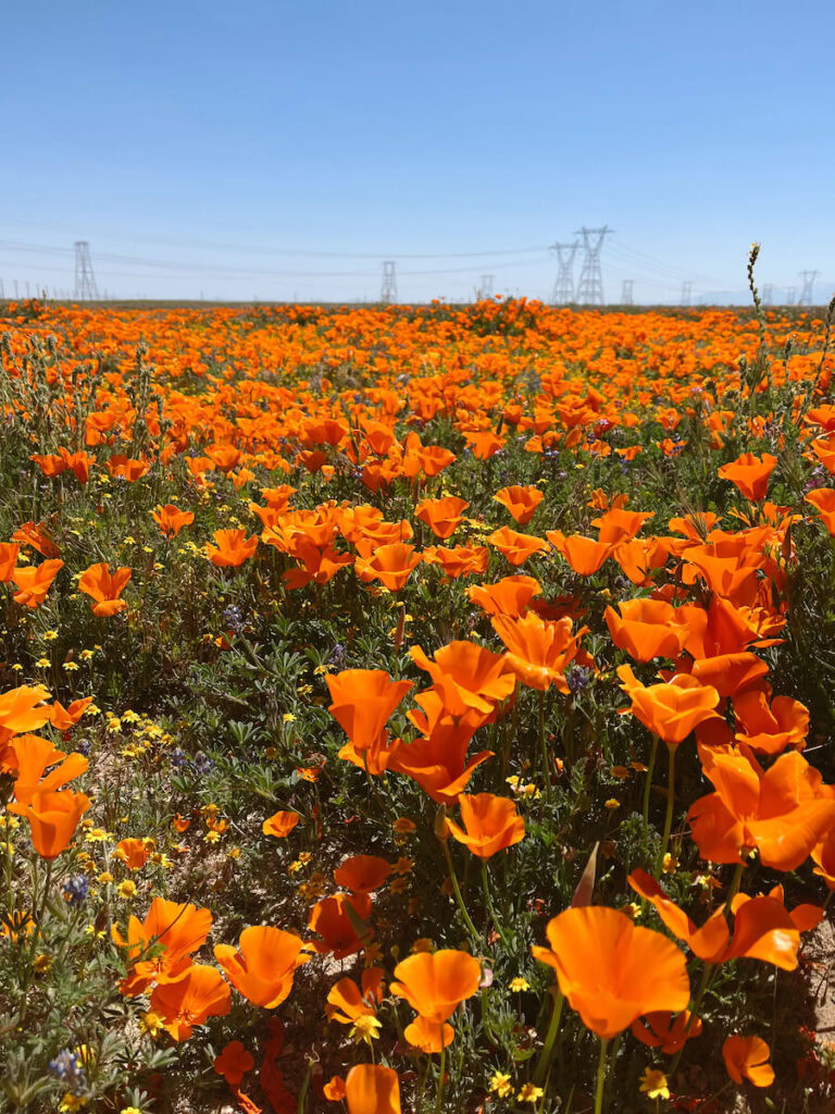 A closeup of a dense field of orange poppies in Lancaster, CA