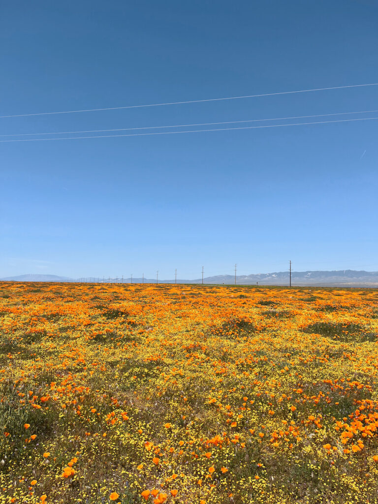 A vast field of orange poppies and yellow flowers outside of the reserve in Lancaster, CA. There are power lines in the far background.