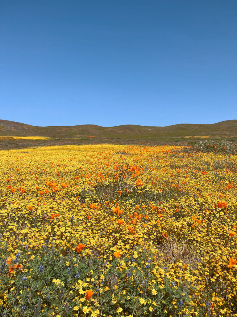 A field of yellow flowers in the Antelope Valley Poppy Reserve, with a few California poppies sprinkled throughout.