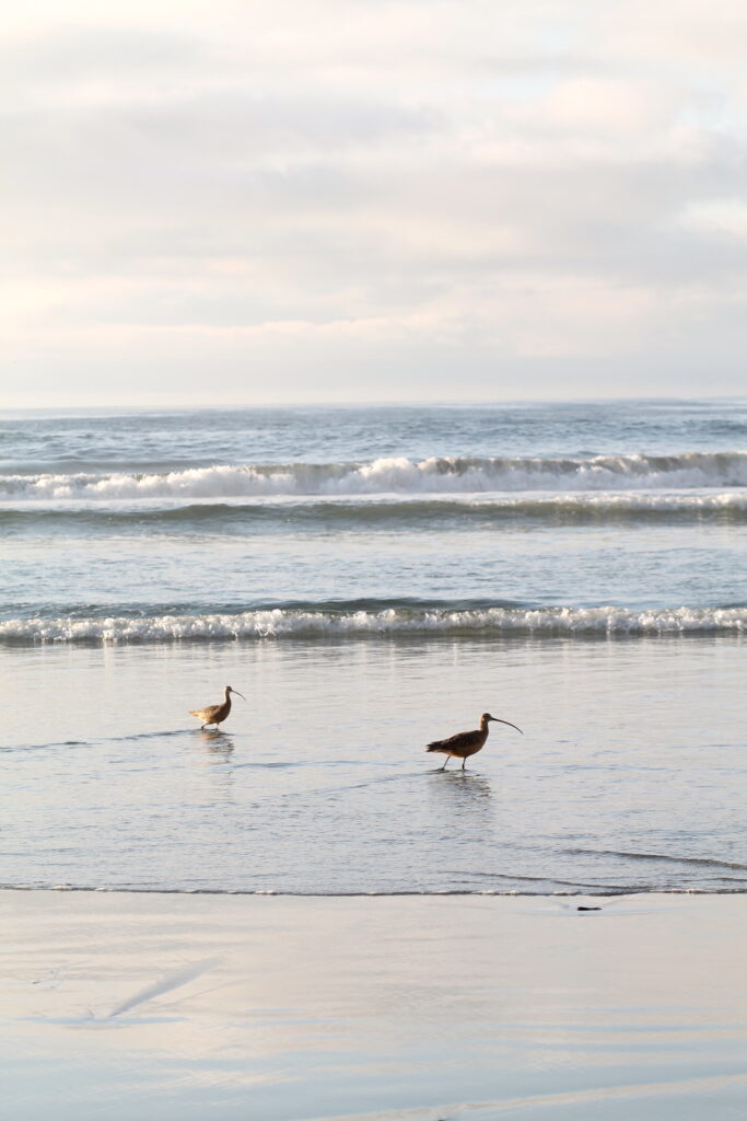 Big Sur Itinerary: Shoreline at Sand Dollar Beach