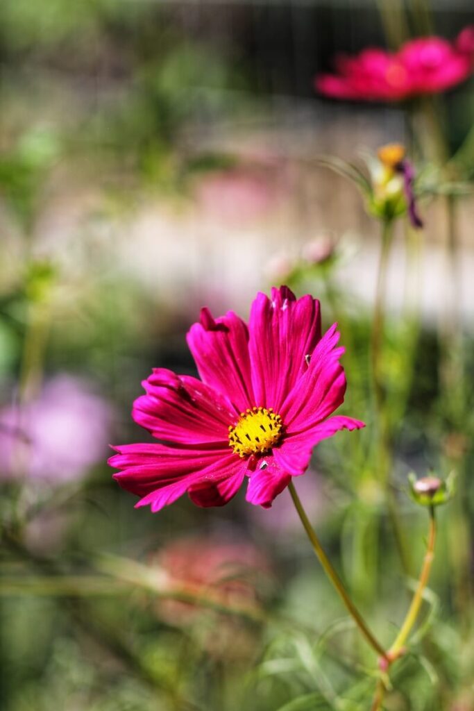 A Pink Flower in Oak Glen, California