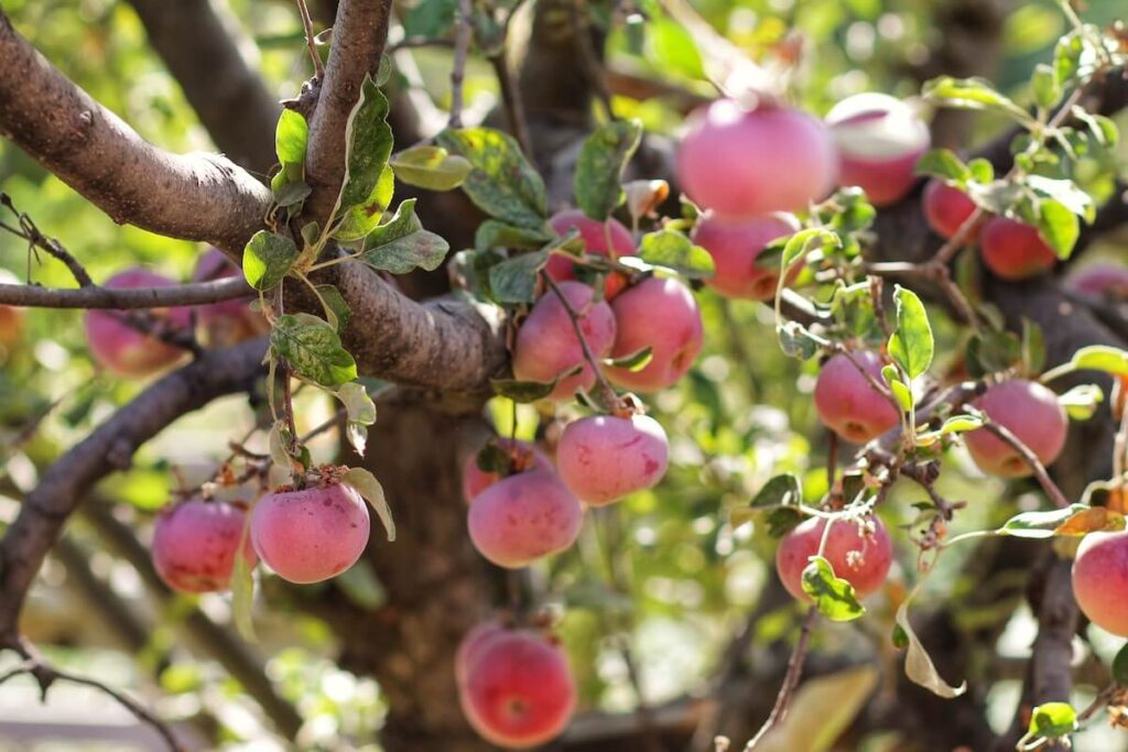 Red Apples on a Branch in Oak Glen