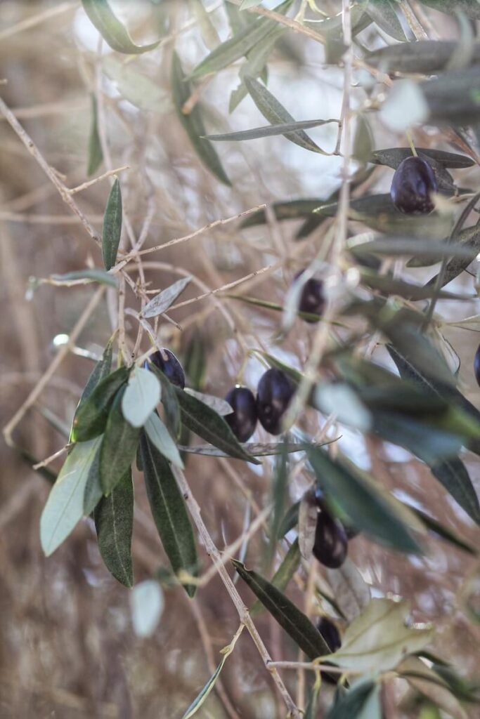 Ojai Olive Oil Trees