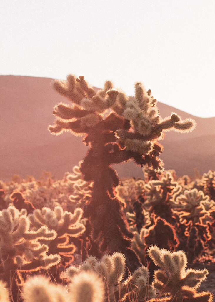 A cholla cactus glowing in the sunset