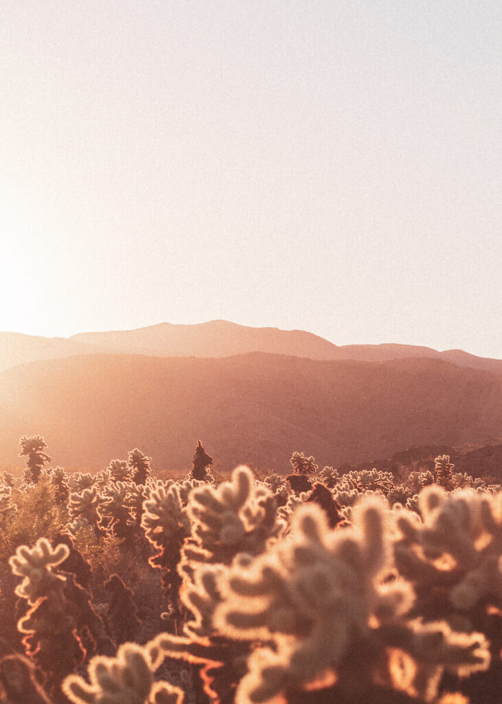 Cholla Cacti glowing in the sunset