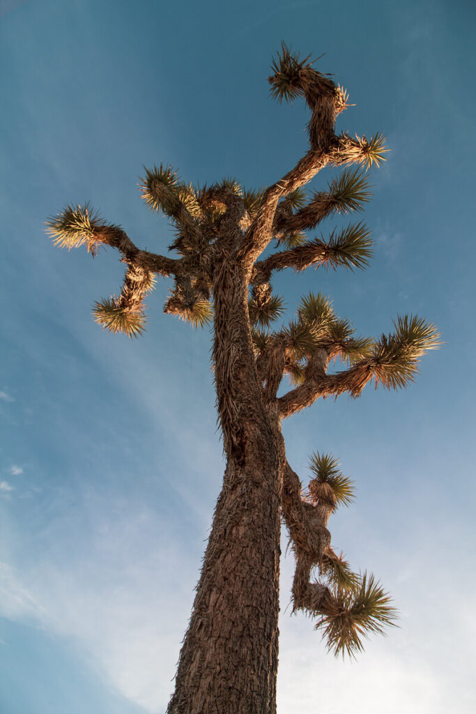 View looking up at a joshua tree against the sky