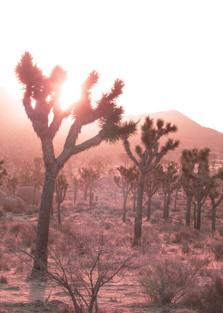 Later morning sun shinning through Joshua Trees