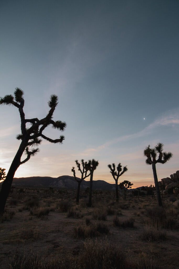 Sunrise at Joshua Tree National Park