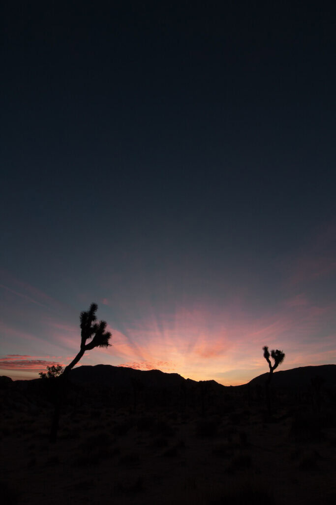 Joshua Trees against the pink and blue sunrise