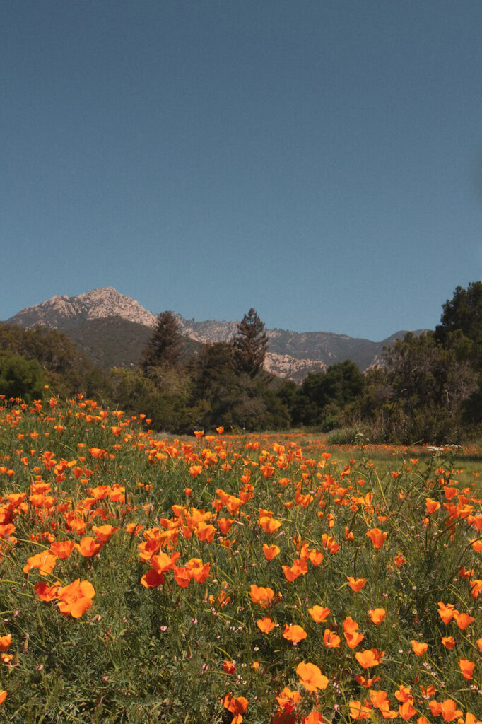 Santa Barbara Botanic Garden