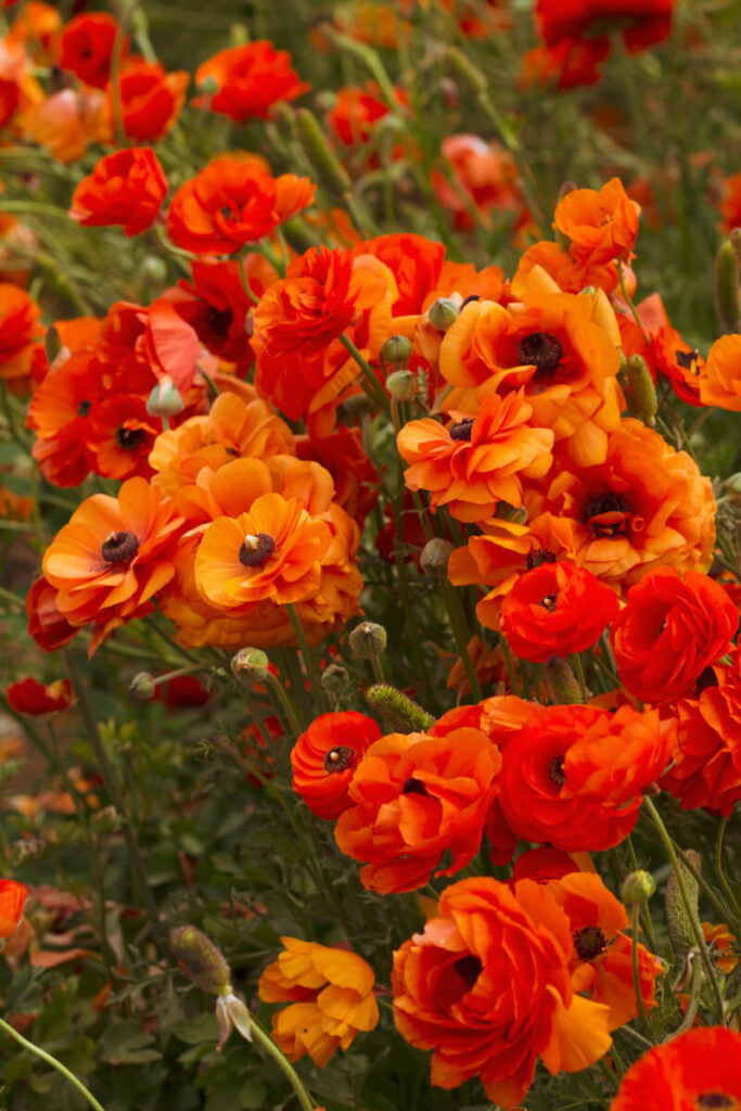 The Flower Fields in Carlsbad