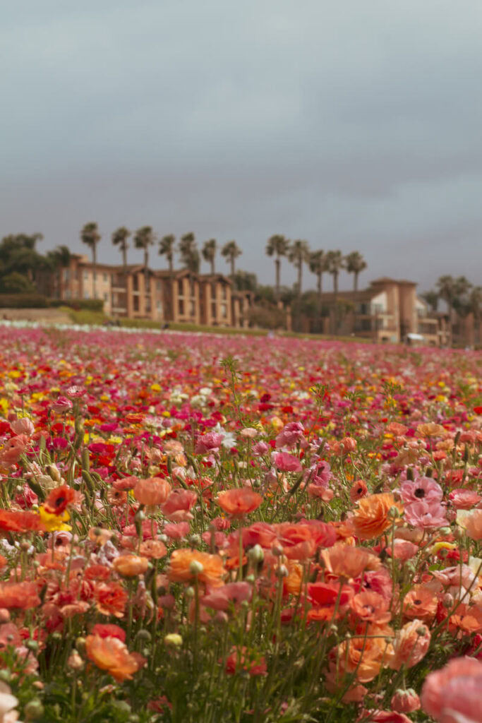 The Flower Fields in Carlsbad