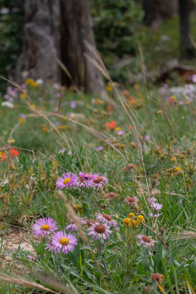 Wildflowers at Sandia Peak