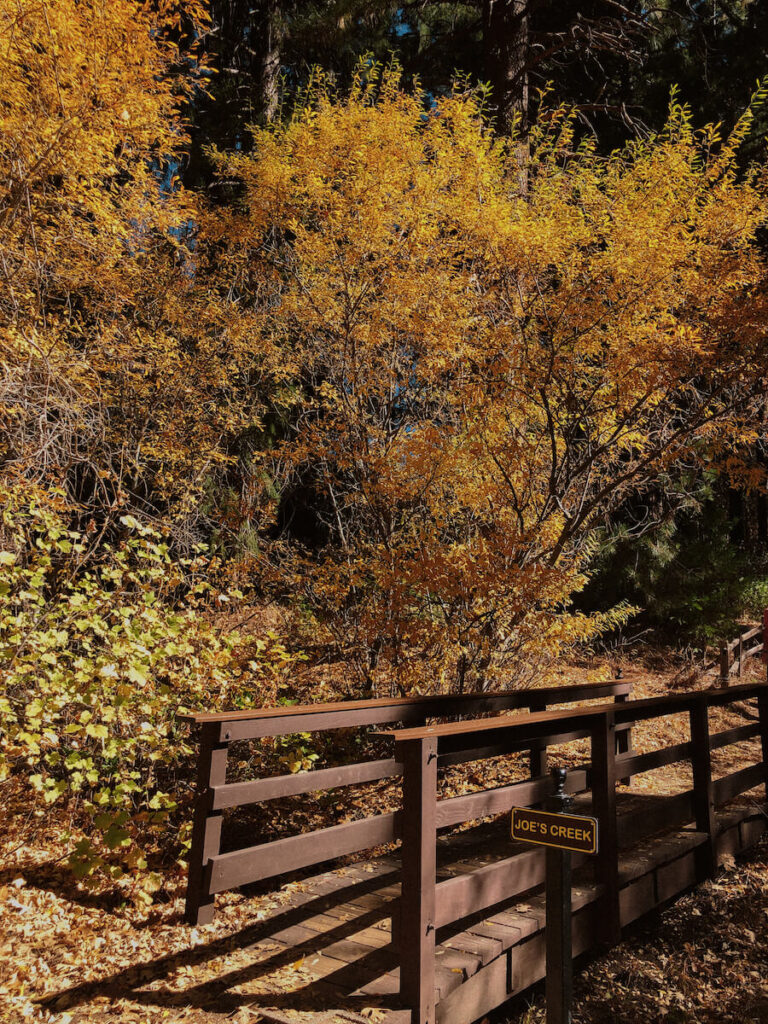 Heaps Peak Trail Trees and Bridge