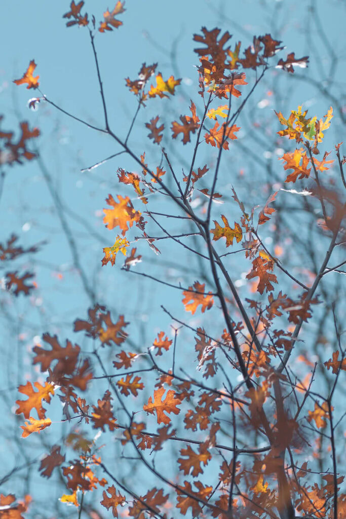 Heaps Peak Fall Leaves