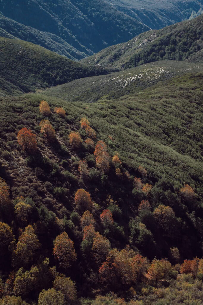 Trees Near Rim of the World Highway