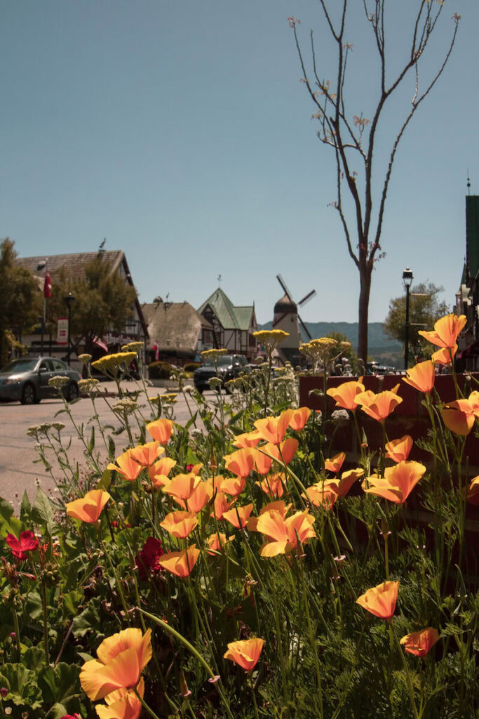 Poppies in Solvang, CA - Sea to Sequoia