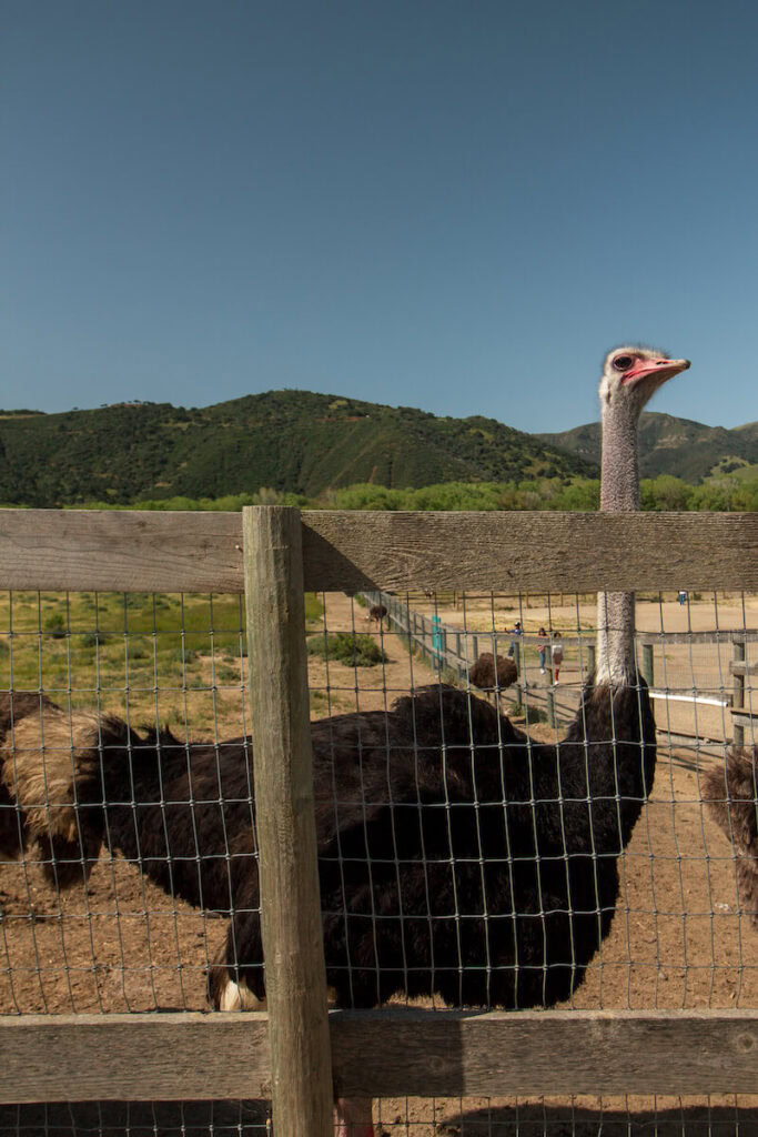 OstrichLand USA | California Travel - Sea to Sequoia