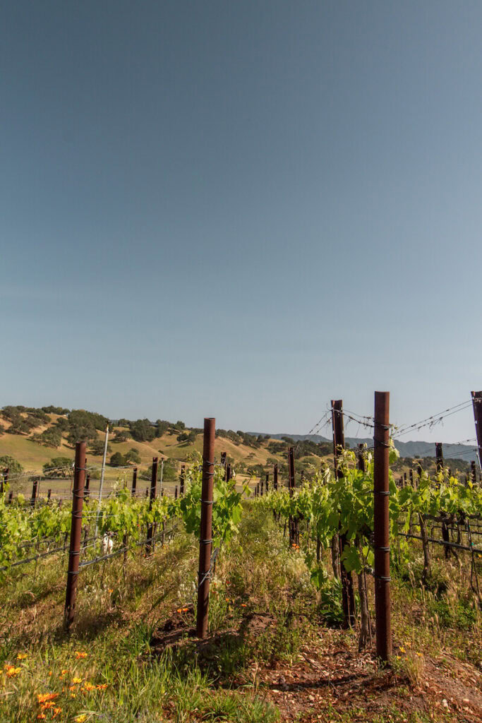 Rusack Vineyards in Solvang, CA