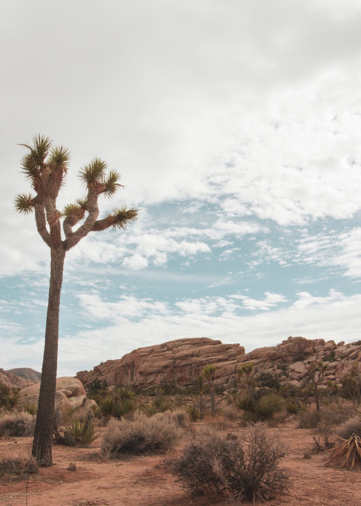 A Joshua Tree with rocks behind it at Barker Dam