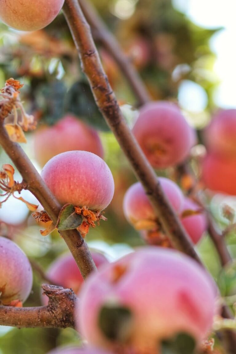 Apples on the Tree in Oak Glen, CA