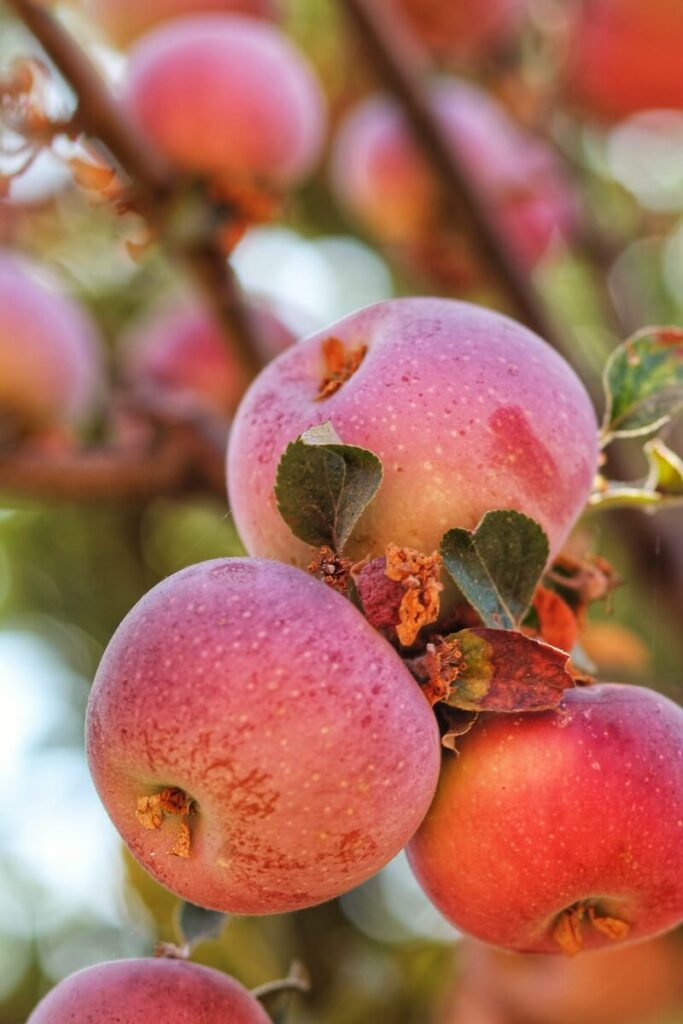 Apples on the Tree in Oak Glen, CA