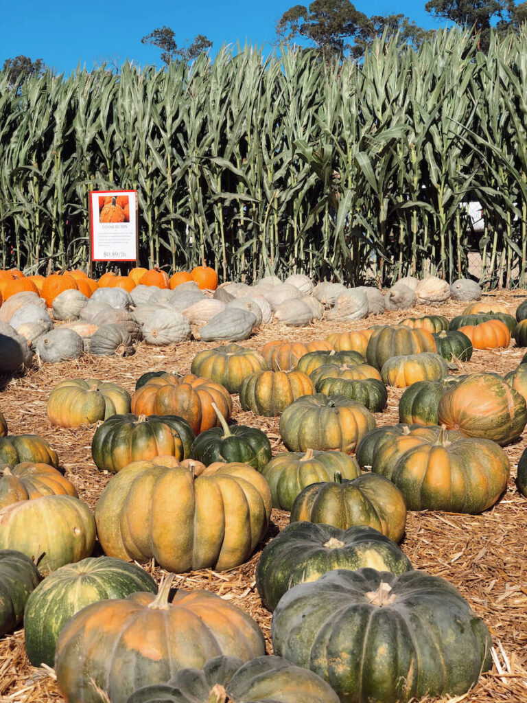 Pumpkins at Underwood Family Farms