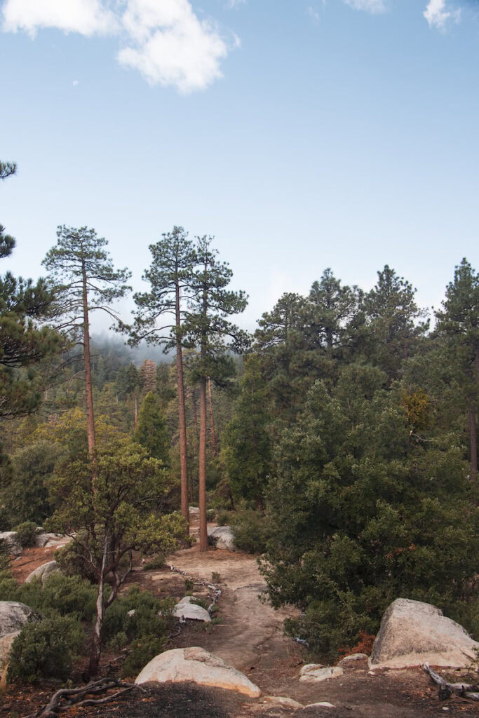 Trail leading through trees at Idyllwild Park Trail