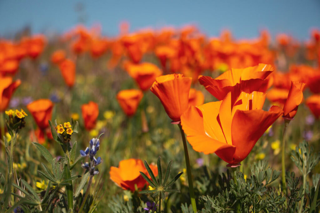 A super closeup shot of some California poppies, with the blue sky in the background