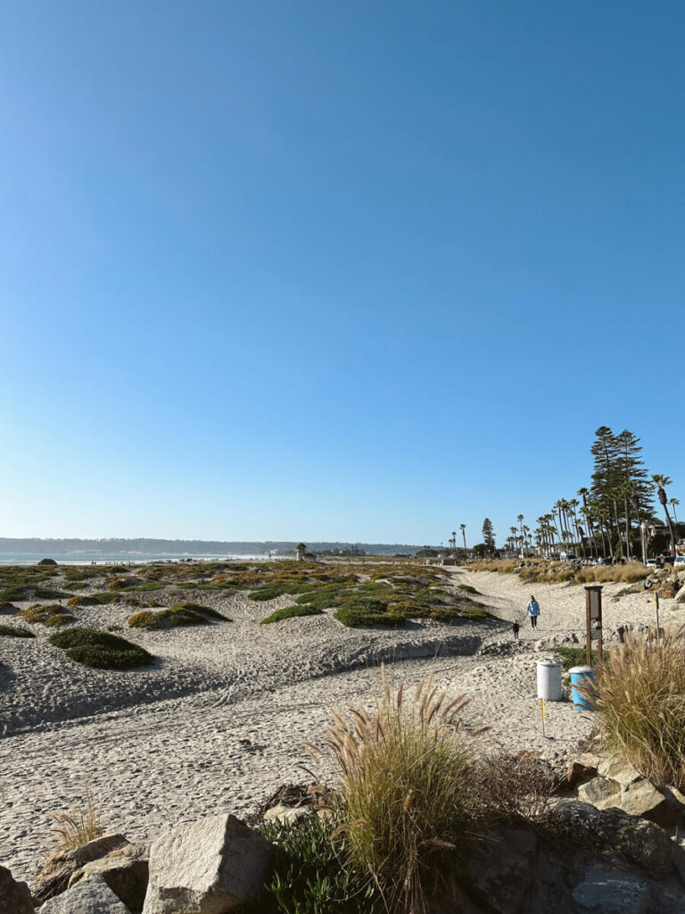 Short sand dunes with plants on top of them in Coronado.