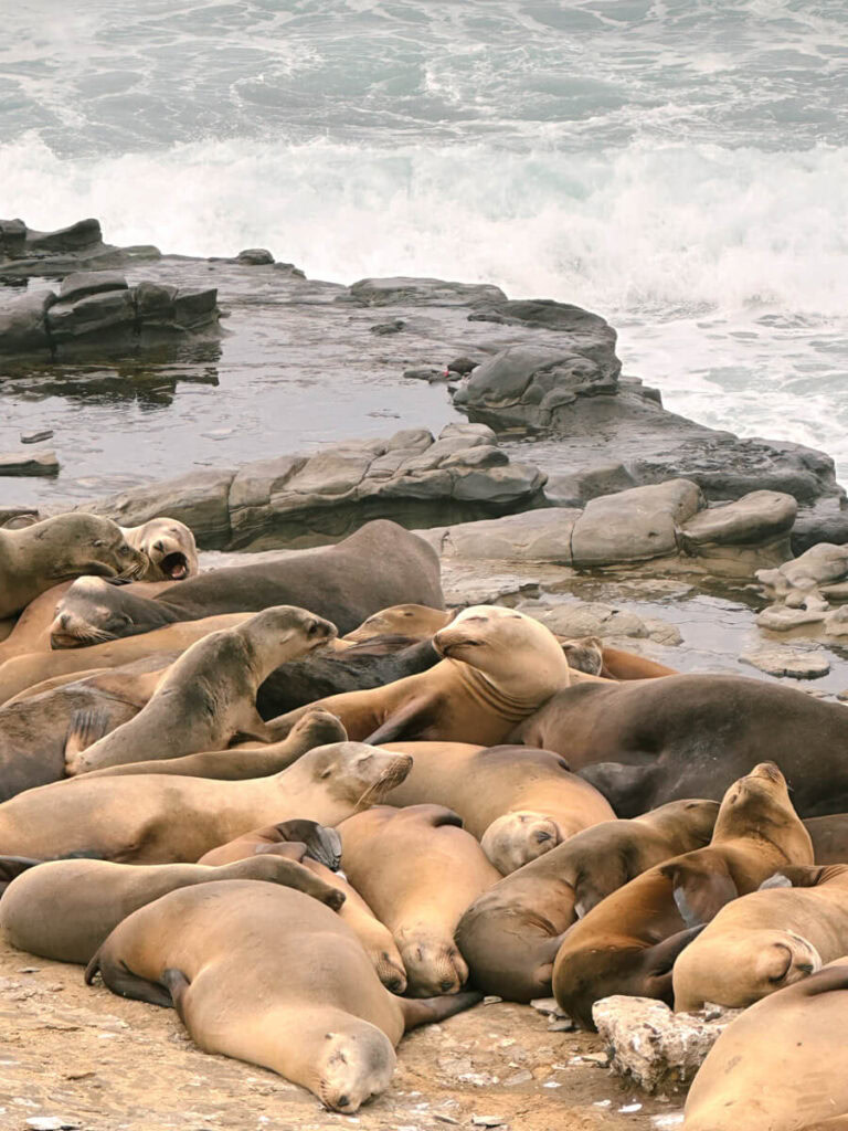 A pile of sea lions resting on the coastal rocks, with the ocean behind them. 