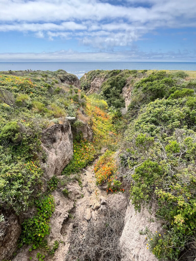 Valley Leading to Ocean at Montaña de Oro State Park