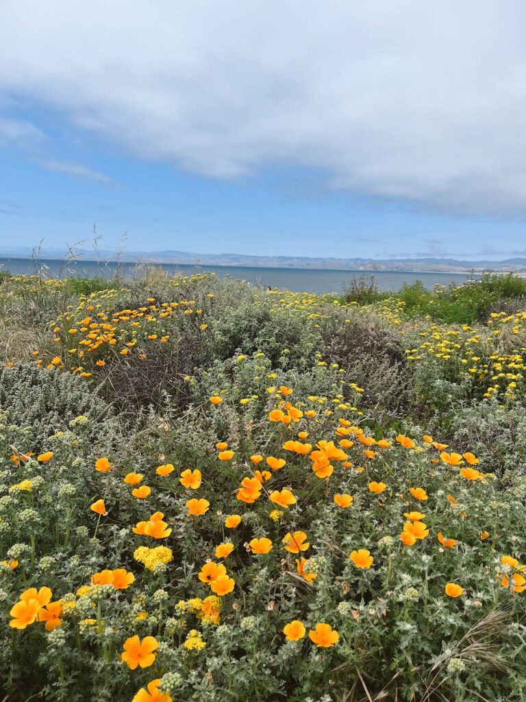 California Poppies at Montaña de Oro State Park