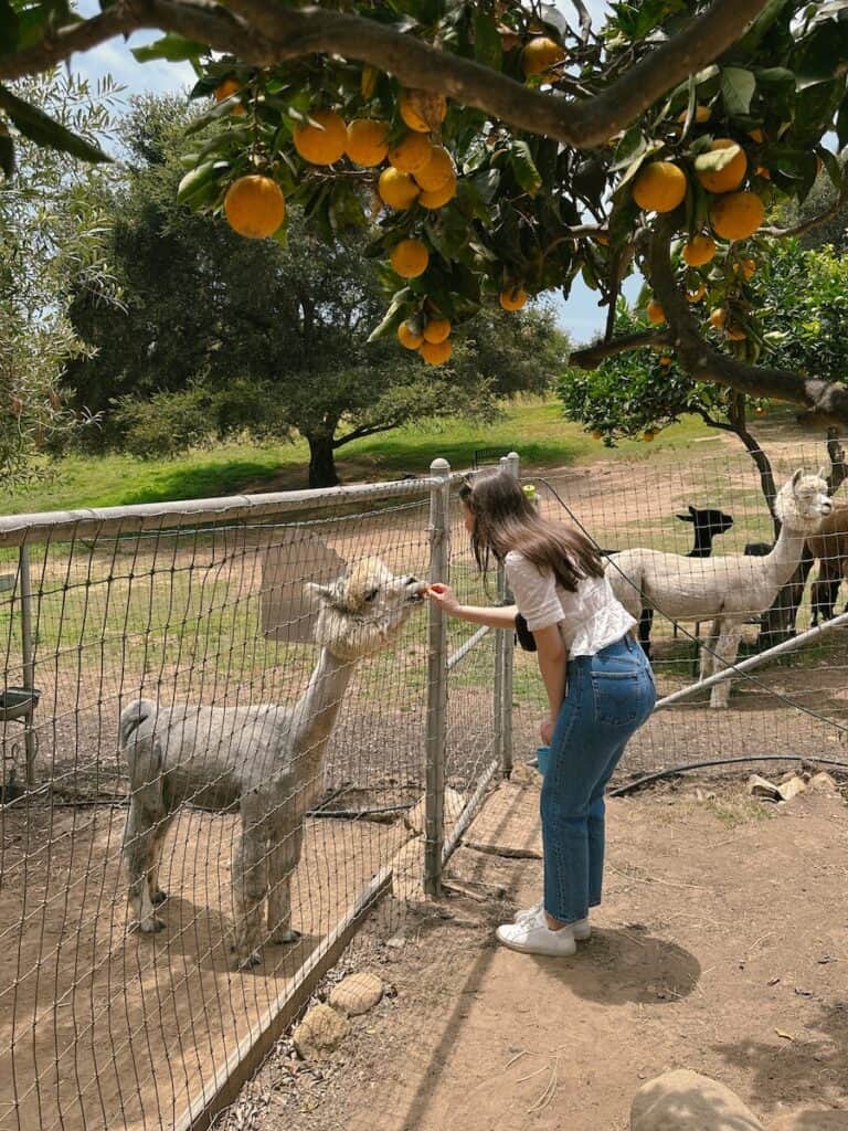 A woman feeding an alpaca through a fence at Canzelle Alpacas. There is an orange tree at the top of the frame.