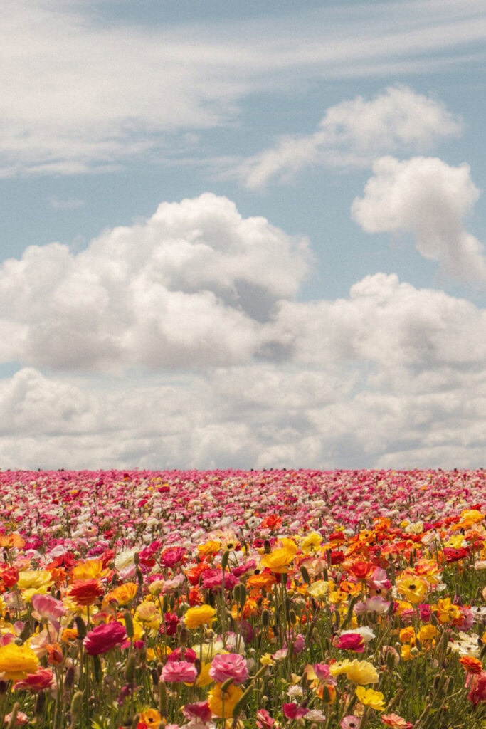 A vast field of pink, yellow, red, and orange ranunculus flowers in Carlsbad.