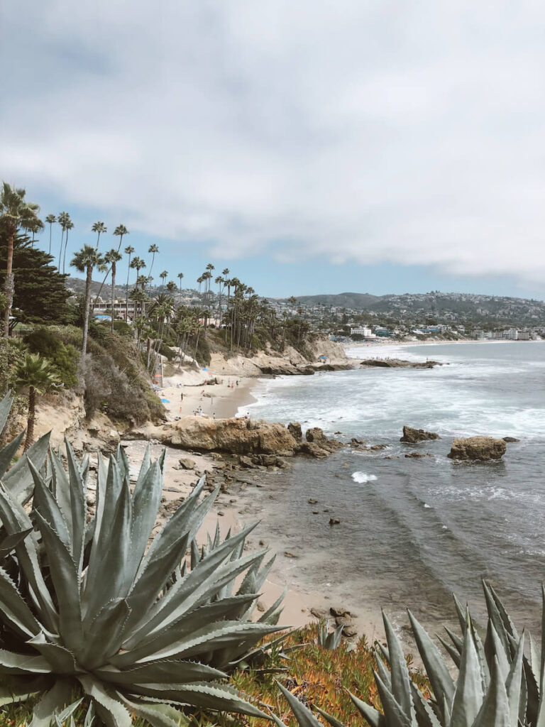 A view of the rocky coastline in Laguna Beach from a viewpoint. There is a desert plant in the foreground, and plenty of palm trees line the coastal cliffs.