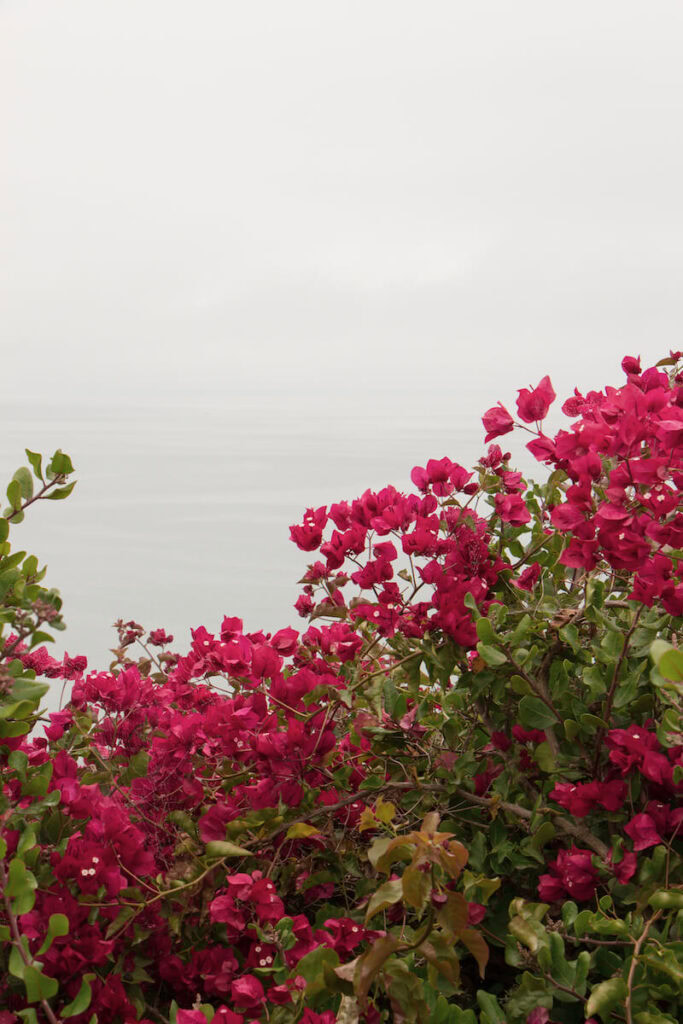 Bougainvillea flowers at the Arroyo Beach Loop Trail