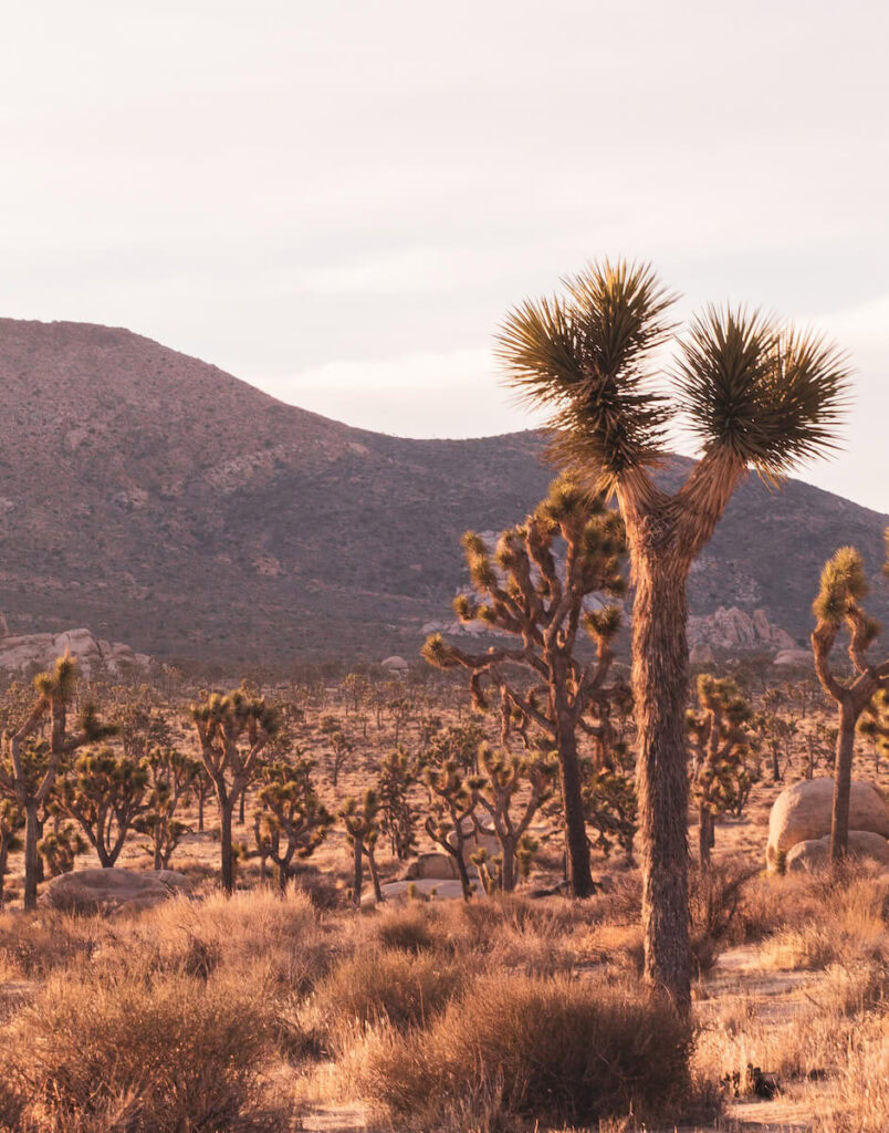 Yucca Tree at Sunrise