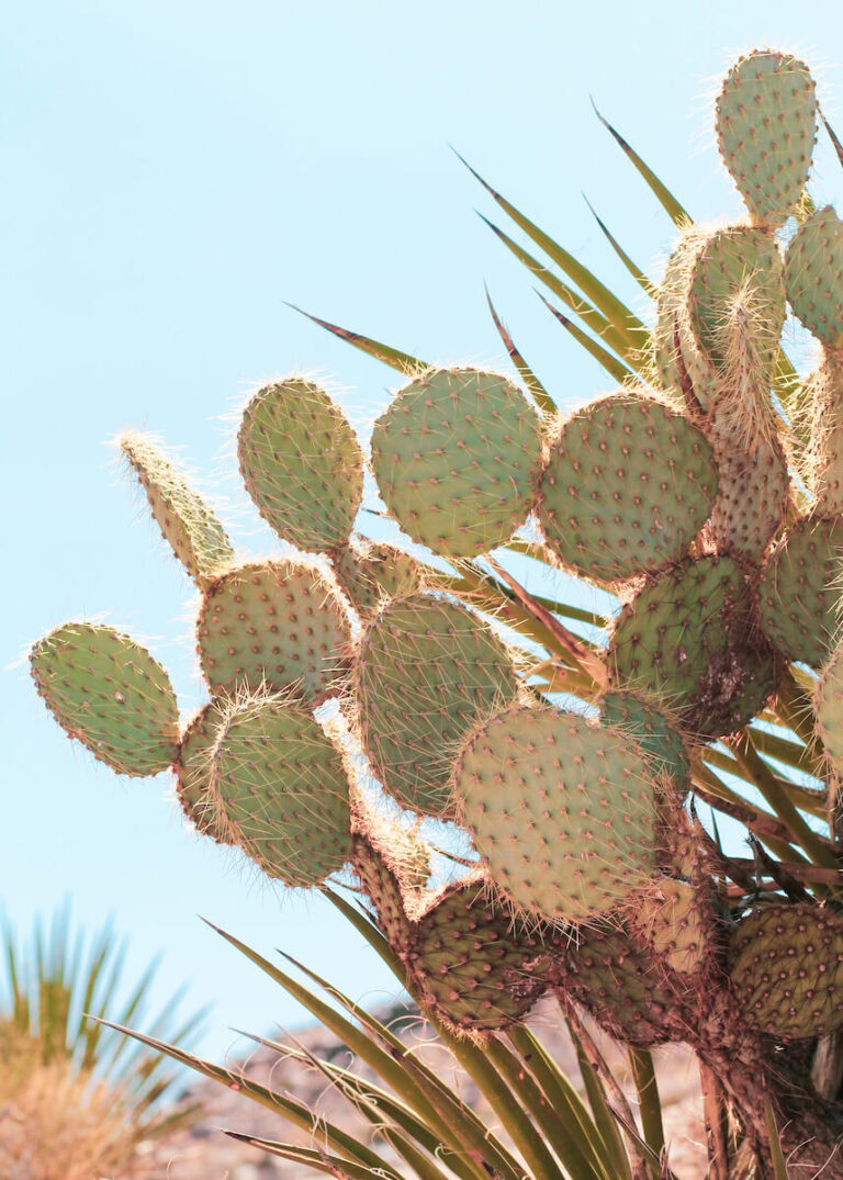 Cactus in Joshua Tree