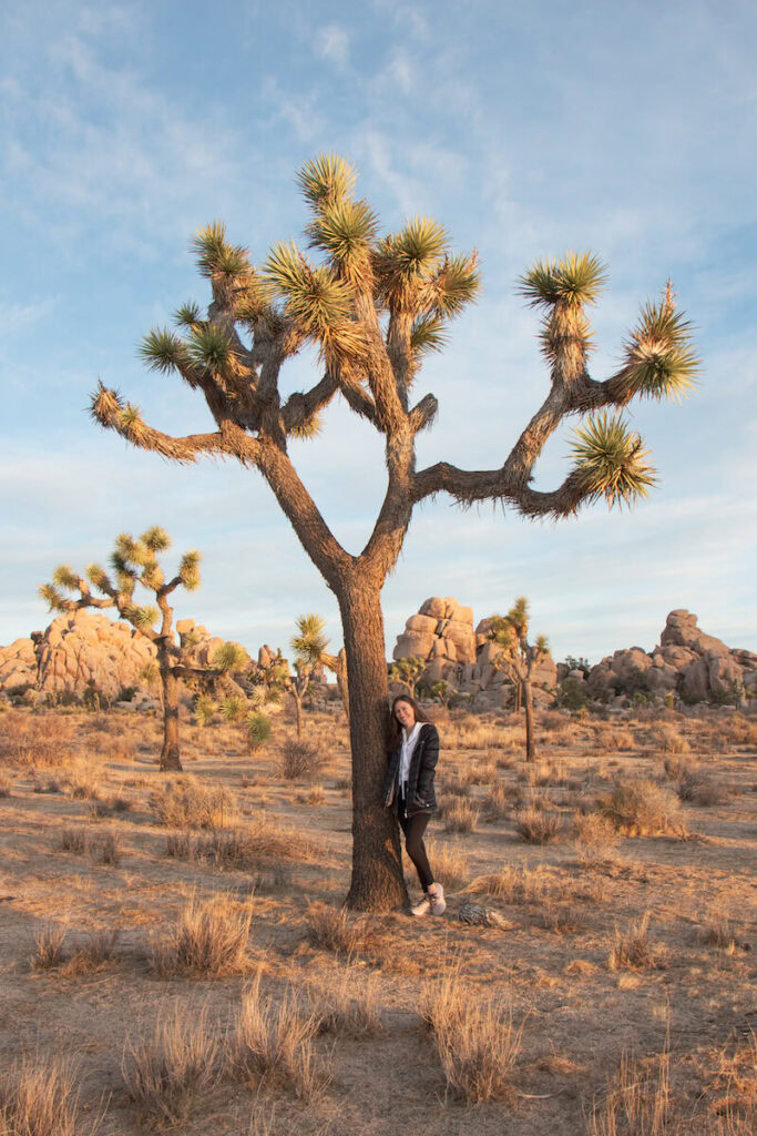 Woman standing next to large joshua tree