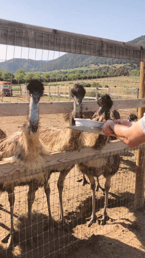 Emus at OstrichLand USA