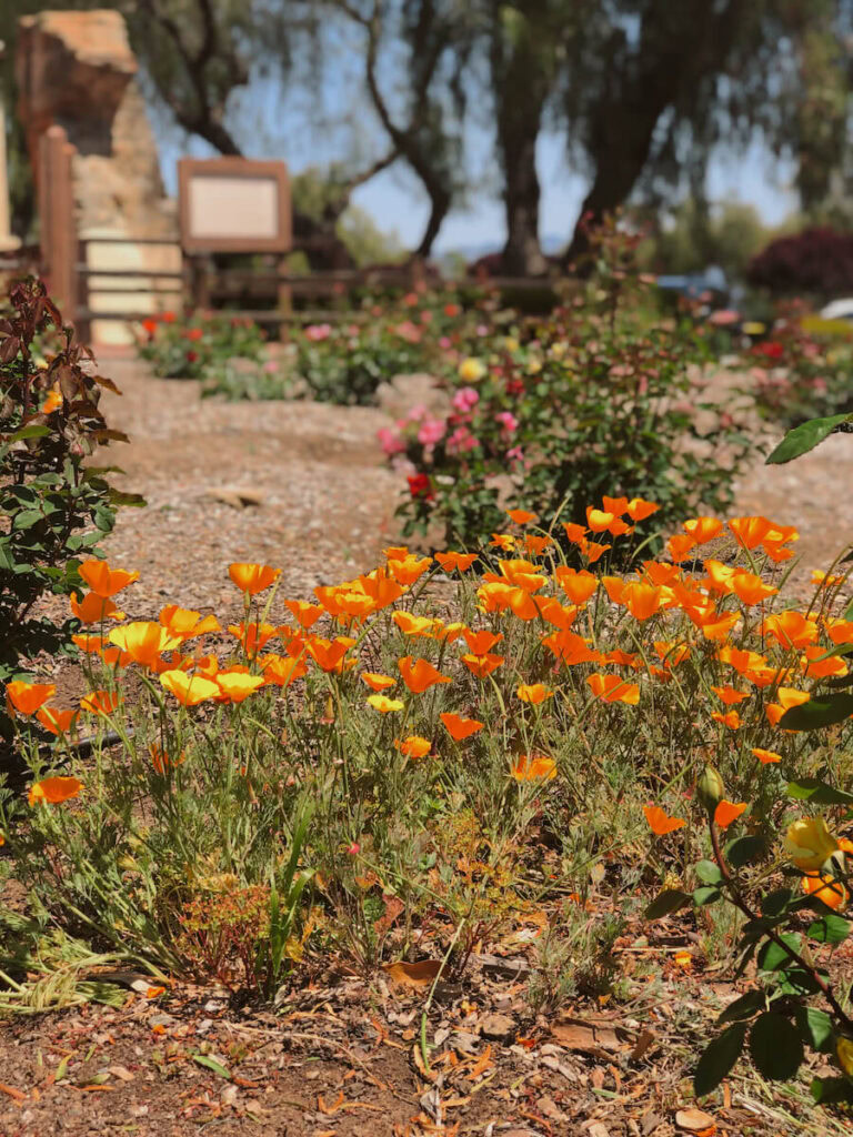 Poppies at Old Mission Santa Ines