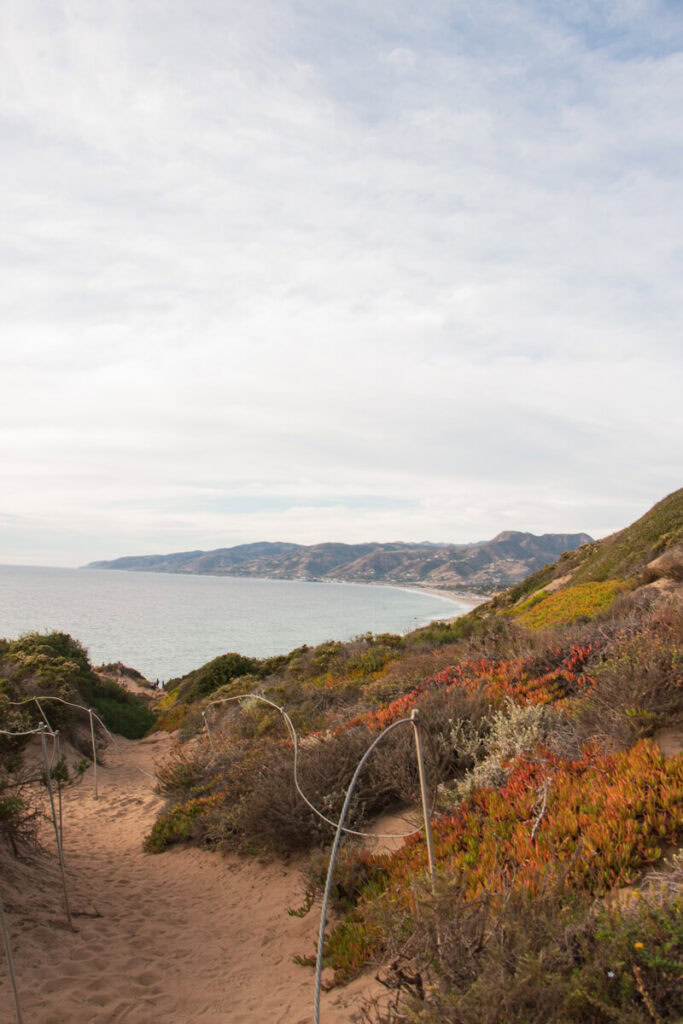 The sandy trail of the Point Dume Hike, with a variety of plants on the right hand side. You can see the ocean in the distance.