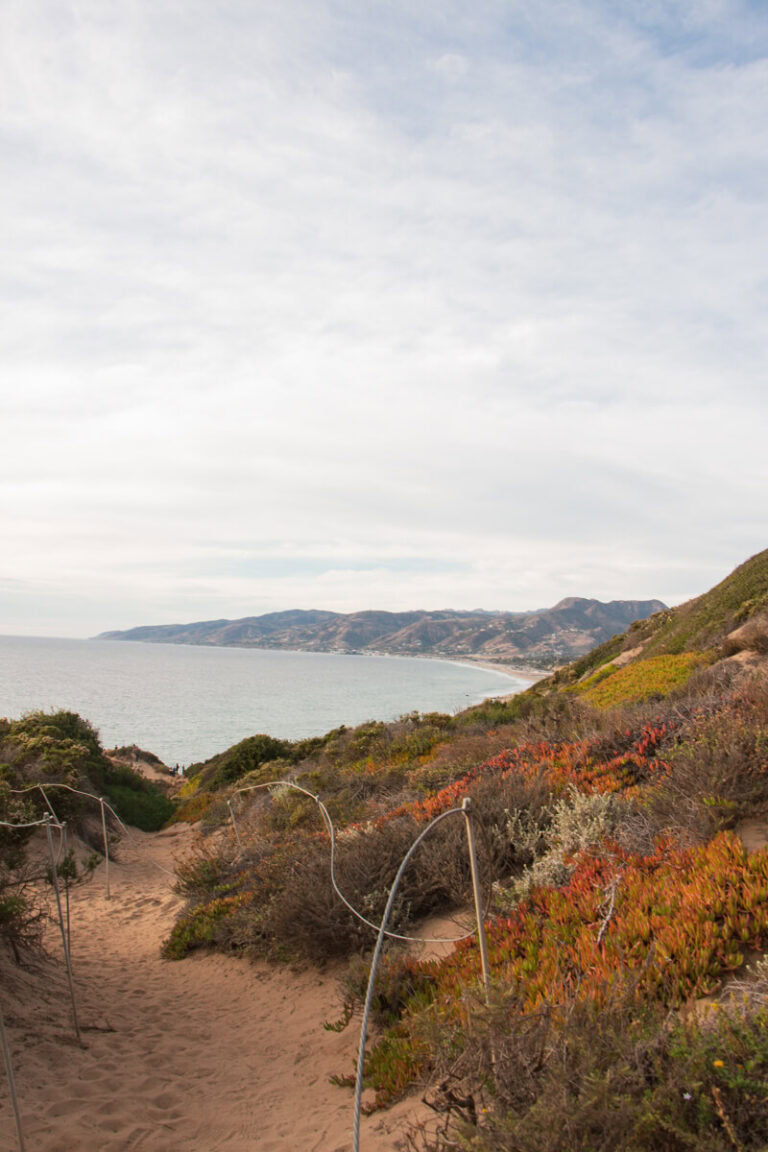 The sandy trail of the Point Dume Hike, with a variety of plants on the right hand side. You can see the ocean in the distance.